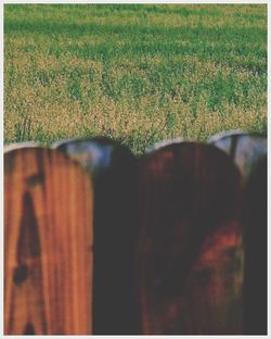 Close-up of grass on field