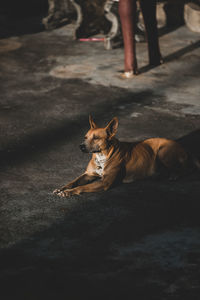 Dog looking away in city