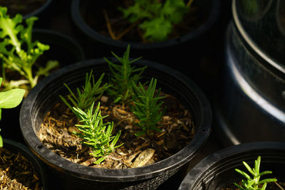 High angle view of potted plants