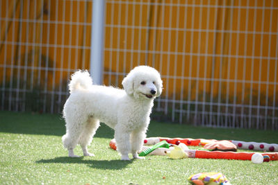 White dog with ball