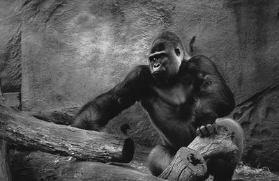 Man sitting on wood at zoo
