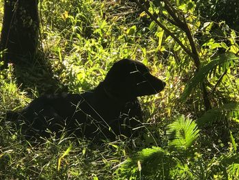 Dog in park