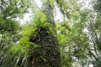 Low angle view of trees in forest