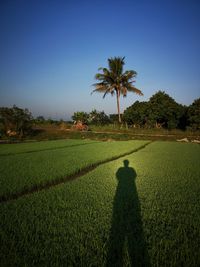 Shadow of man on field