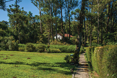 Trees and plants growing on field