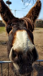 Portrait of donkey on field