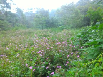 Flowers growing in field