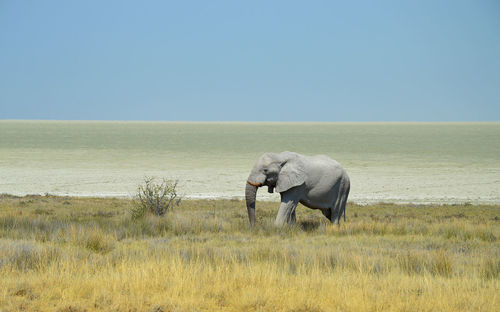 Elephant standing on grassy field by sea against clear sky