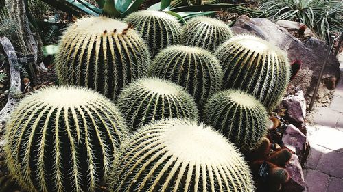 Close-up of cactus plant