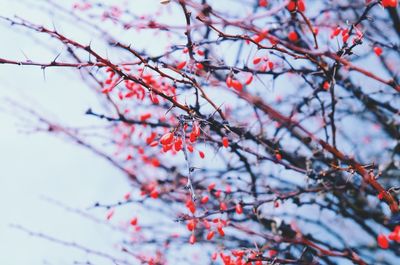 Close-up of tree branch against sky