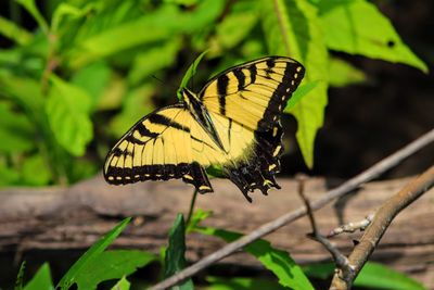 Close-up of butterfly on flower