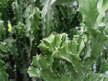 Close-up of plant