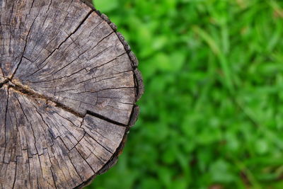 Close-up of tree stump in forest