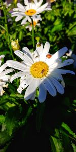 Close-up of white daisy flower