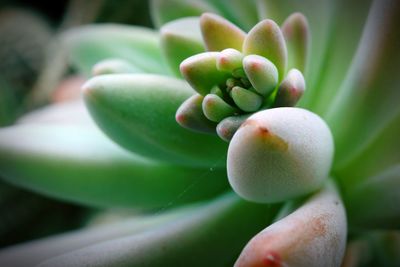 Close-up of succulent plant