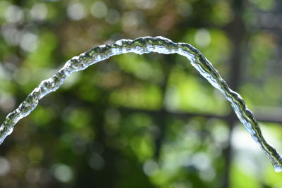 Close-up of wet plant