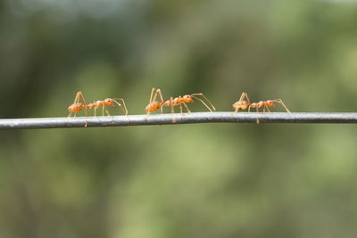 Close-up of insect perching on leaf