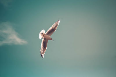 Low angle view of bird flying against sky