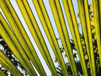 Close-up of palm leaf