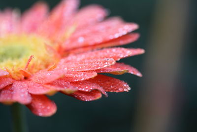 Close-up of wet pink flower