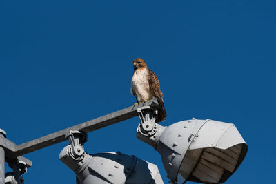 Low angle view of bird perching on metal against blue sky