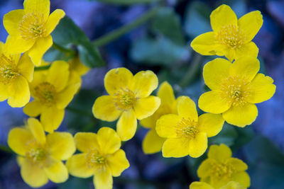 Close-up of yellow flowering plant