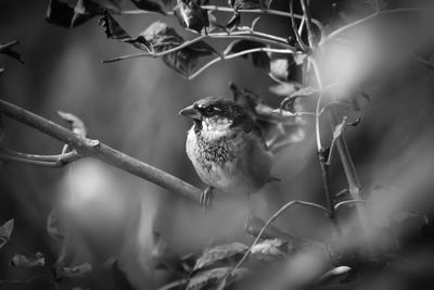 Close-up of bird on wall