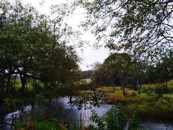 Scenic view of lake in forest against sky