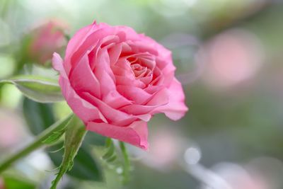 Close-up of pink rose