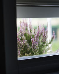 Close-up of flowers in window