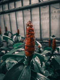 Close-up of food on metal window