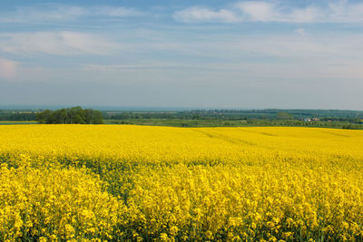 Scenic view of field against sky