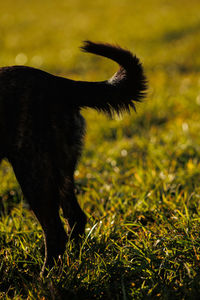 Black dog in silhouette in the field