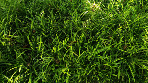 Full frame shot of fresh green field