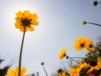 Low angle view of yellow cosmos against sky