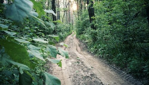 Panoramic view of trees in forest