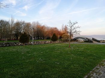 Trees on grass in park against sky