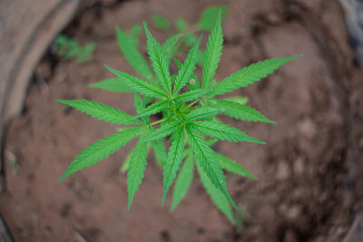 Close-up of potted plant