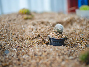 Close-up of potted plant