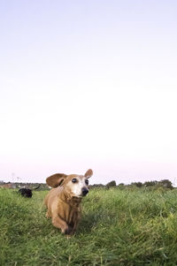 View of a dog on field against sky