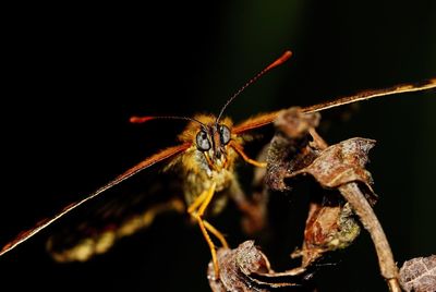 Close-up of insect