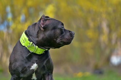 Close-up of a dog looking away