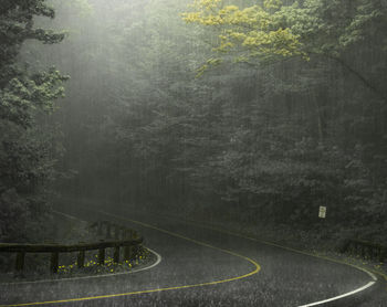 Empty road in forest