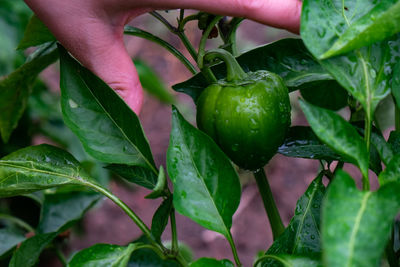 Close-up of hand holding leaf