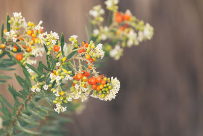 Close-up of flowers