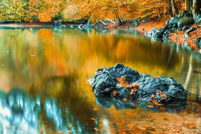 Autumn leaves on rock by lake