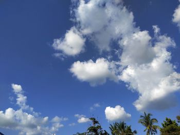 Low angle view of trees against blue sky