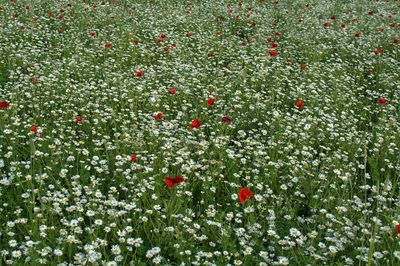 Red flowers growing in field