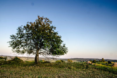 Tree on field against clear sky