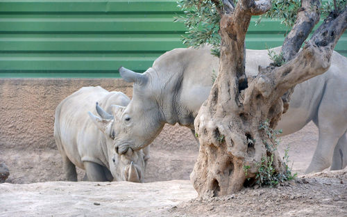 Horses standing in zoo